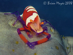 Imperial Shrimp (Periclimenes imperator) on a large sea c... by Brian Mayes 